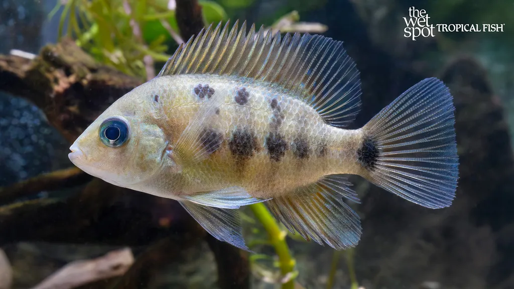 Chisel-tooth cichlid (Cincelichthys bocourti)