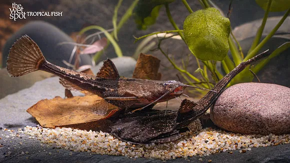Chocolate frogmouth catfish (Chaca bankanensis)
