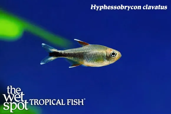 Clavatus tetra (Hyphessobrycon clavatus)