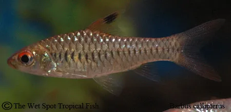 Clipper barb (Enteromius callipterus)