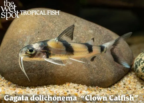 Clown gagata catfish (Gagata dolichonema)