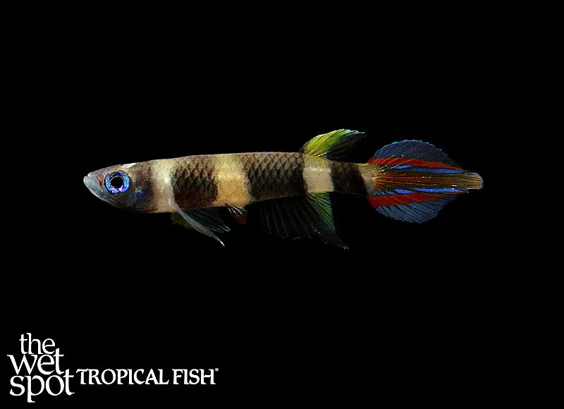 Clown killifish (Epiplatys annulatus)