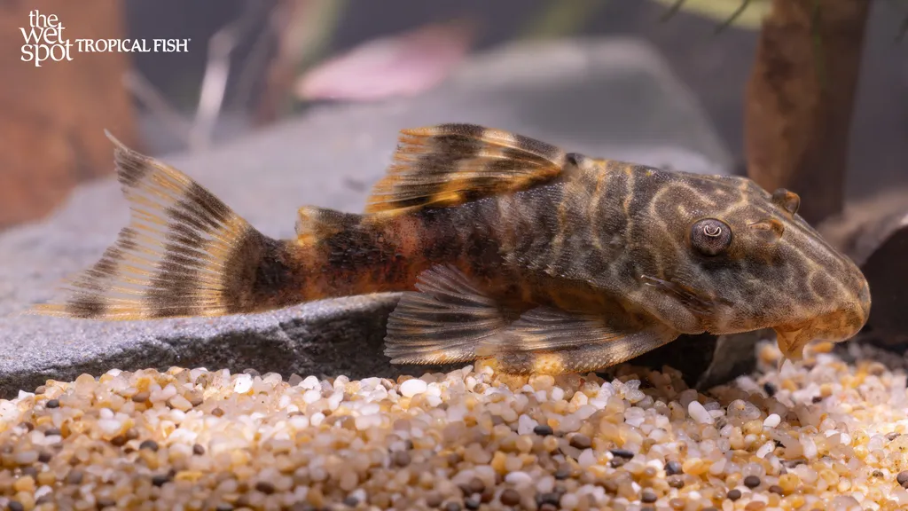 Clown pleco (Panaqolus maccus)