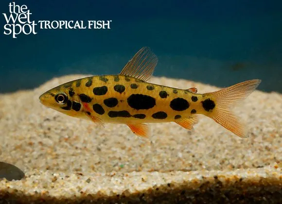 Clown-spotted leporinus (Leporinus nijsseni)