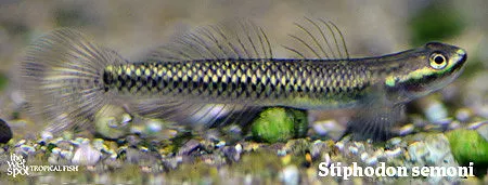 Cobalt blue goby (Stiphodon semoni)