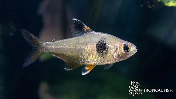 Coffee bean tetra (Hyphessobrycon takasei)