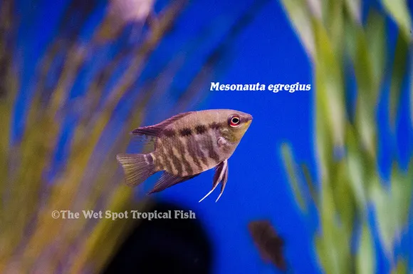 Colombian festivum (Mesonauta egregius)