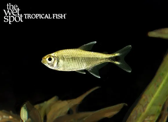Colombian gold tetra (Hyphessobrycon saizi)