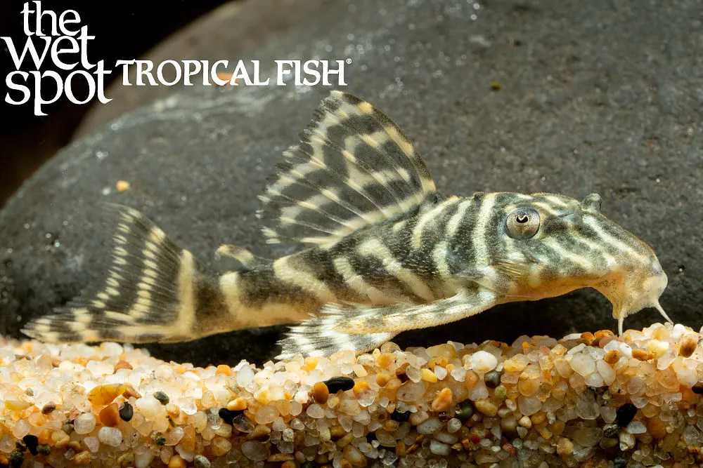 Colombian Zebra Pleco (L129) (Hypancistrus debilittera)