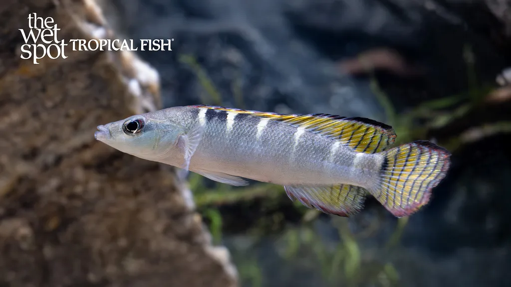 Compressiceps dwarf pike cichlid (Crenicichla compressiceps)