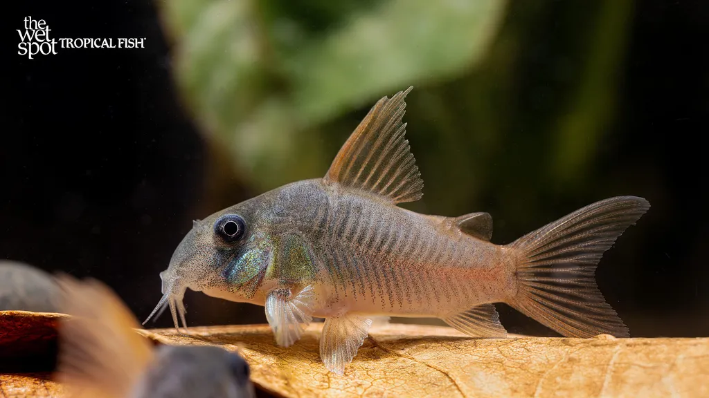 Concolor cory (Hoplisoma concolor)