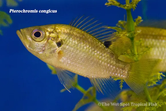 Congicus pterochromis (Pterochromis congicus)