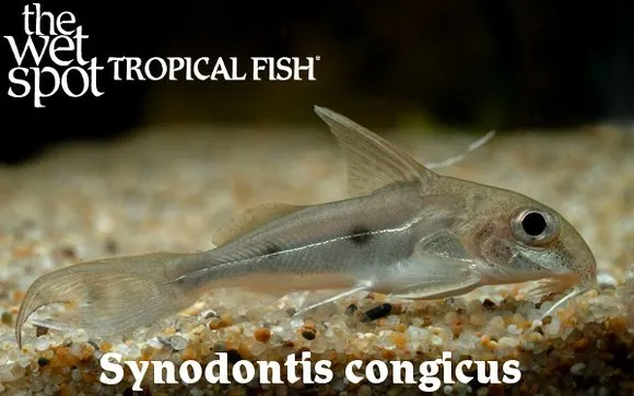 Congicus squeaker (Synodontis congicus)
