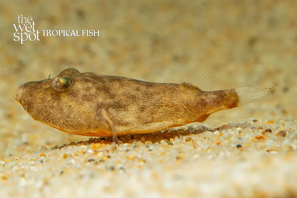 Congo pufferfish (Tetraodon miurus)