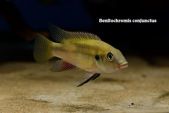 Conjunctus benitochromis (Benitochromis conjunctus)