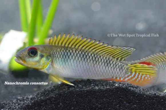 Consortus nanochromis (Nanochromis consortus)