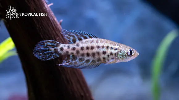 Constanciae killifish (Simpsonichthys constanciae)
