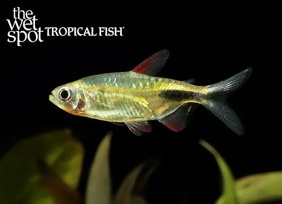 Copper Congo tetra (Hemigrammopetersius pulcher)