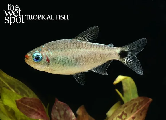 Cosmops tetra (Bario cosmops)