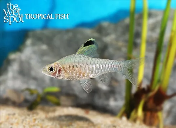 Cosuatis barb (Oreichthys cosuatis)