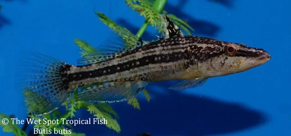 Crazy fish (Butis butis)