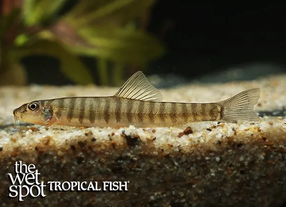 Creek loach (Schistura beavani)