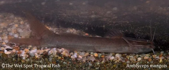 Crevice catfish (Amblyceps mangois)