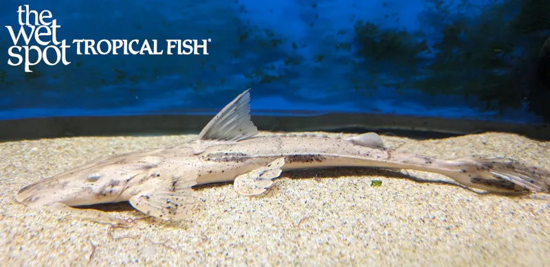Crocodile Catfish (Bagarius suchus)