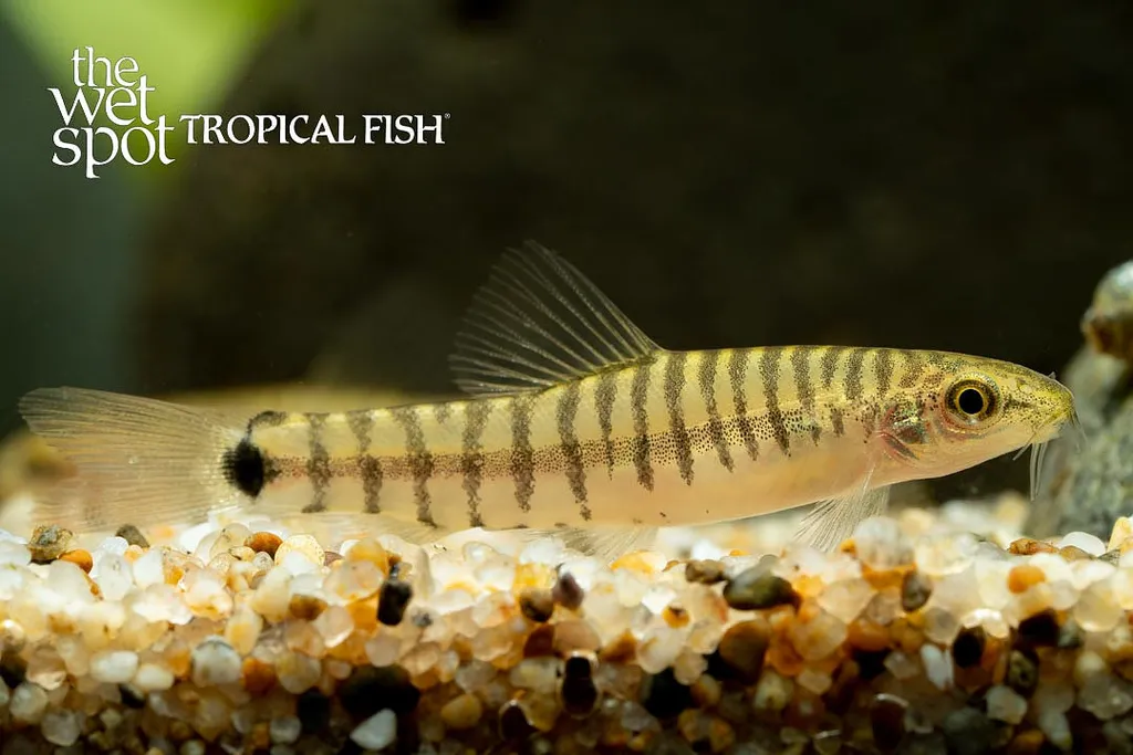 Cross loach (Micronemacheilus cruciatus)