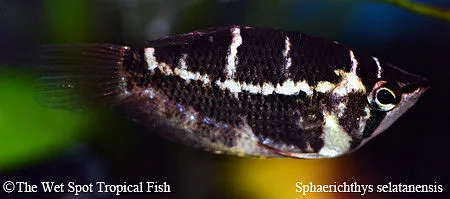 Crossband chocolate gourami (Sphaerichthys selatanensis)