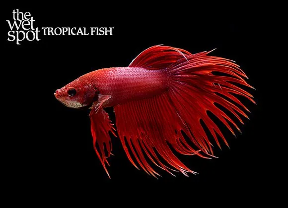 Crowntail betta (Betta splendens)