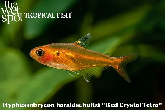 Crystal red tetra (Hyphessobrycon haraldschultzi)