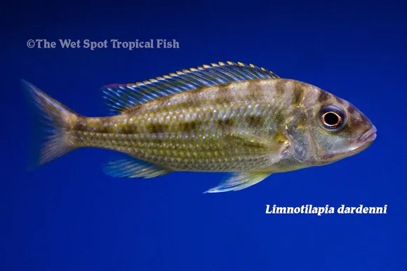 Dardenne's cichlid (Limnotilapia dardennii)