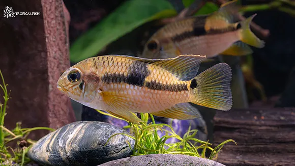 Diadem acara (Aequidens diadema)
