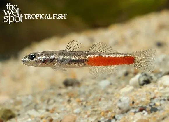 Discord goby (Sicyopus discordipinnis)
