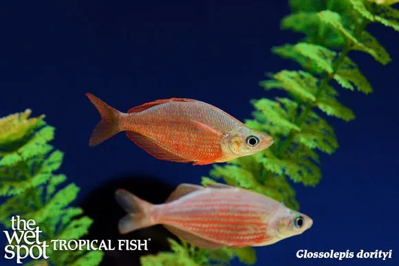 Dority's rainbowfish (Glossolepis dorityi)