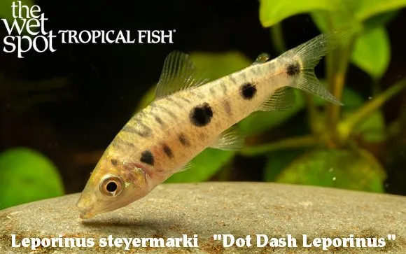 Dot-dash leporinus (Leporinus steyermarki)