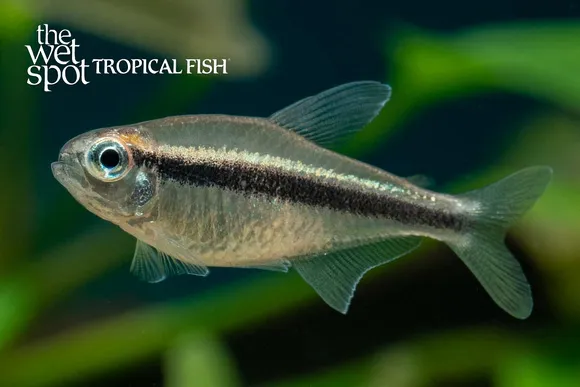 Dusky tetra (Moenkhausia phaeonota)