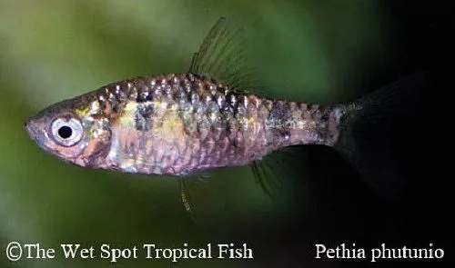 Dwarf barb (Pethia phutunio)
