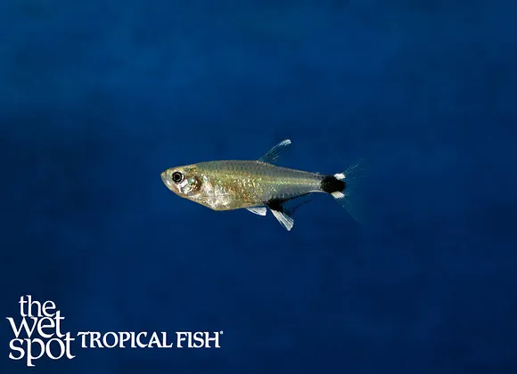 Panda darter tetra (Aphyocharax nattereri)