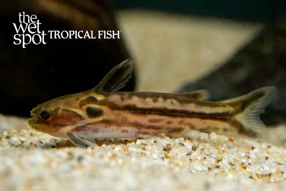 Dwarf driftwood catfish (Tatia gyrina)