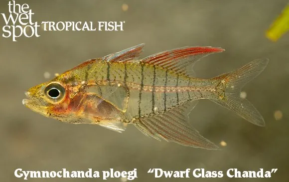 Dwarf glass chanda (Gymnochanda ploegi)