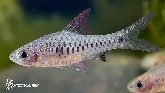 Dwarf hi-fin barb (Oreichthys parvus)