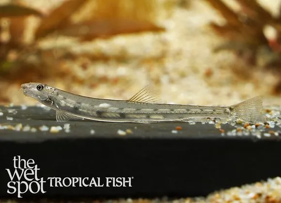 Dwarf horseface loach (Acanthopsoides robertsi)