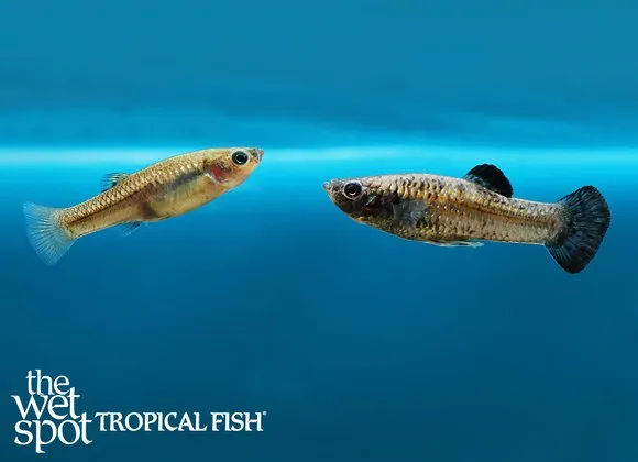 Dwarf molly (Poecilia chica)