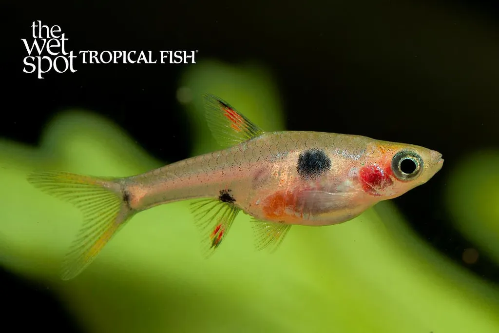 Dwarf rasbora (Boraras maculatus)