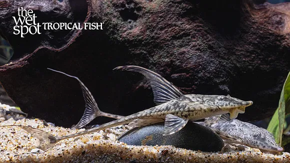 Dwarf royal twig catfish (Sturisomatichthys leightoni)