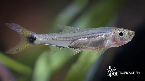 Dwarf scissortail rasbora (Rasbosoma spilocerca)