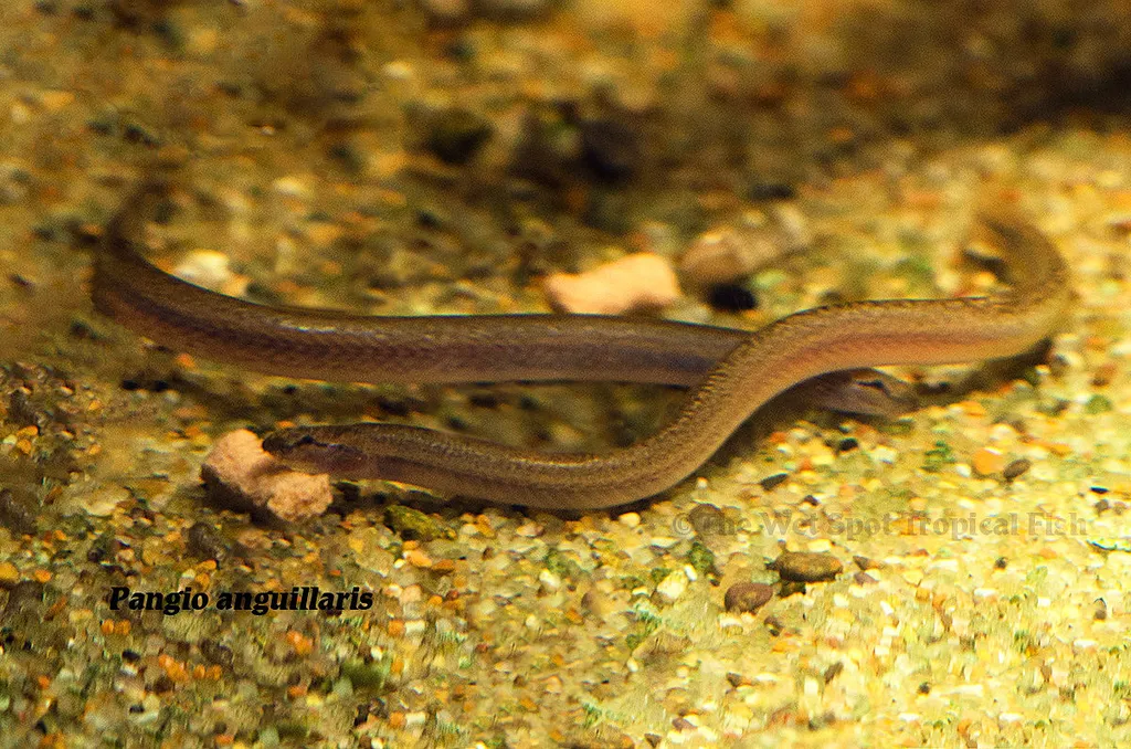 Eel kuhli loach (Pangio anguillaris)