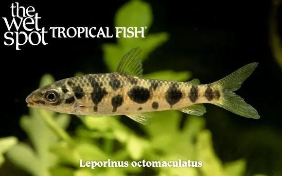 Eight-spotted leporinus (Leporinus octomaculatus)